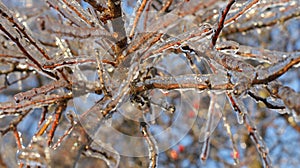 Glistening icicles on tree branches