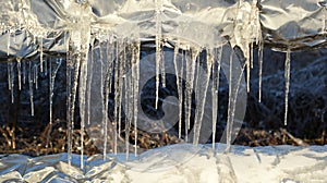 Glistening icicles on tree branches