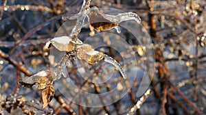 Glistening icicles on tree branches