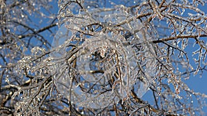Glistening icicles on tree branches