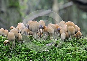 Glistening Ink Cap Fungi