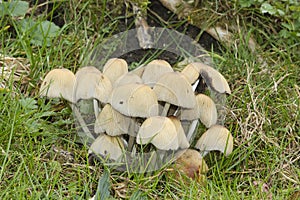 Glistening Inkcap