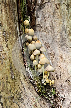 Glistening Inky Cap Mushrooms Growing In Decaying Tree Stump photo