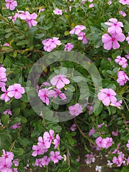 Glistening Pink Periwinkle Petals After Rain