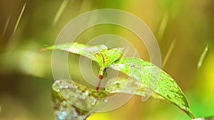 Glistening rain falling onto plant foliage slow motion