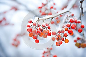 glistening rowan berries with a white frost coat