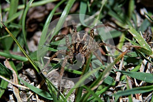 The glitching eyed spider on the grass