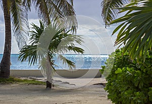 The glittering Caribbean Sea sets a stunning backdrop to palm trees and foliage on the shore of Ambergris Caye, Belize.