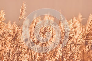 Glittering dry reed in trendy color peach fuzz. Color of the year 2024