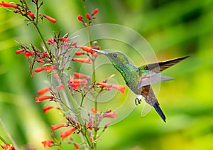 Glittering green hummingbird with his beak in red flowers