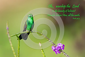 Glittering hummingbird with an encouraging Psalm