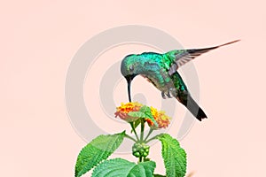 Glittering hummingbird in a unique pose hovering over a plant with flowers.