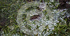 Glittering pieces of ice on the green grass. Spring background with rime on young greens. Melting ice on the ground.