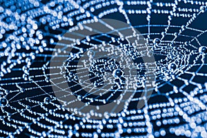 Glittery spider web with pearls from dew droplets close-up