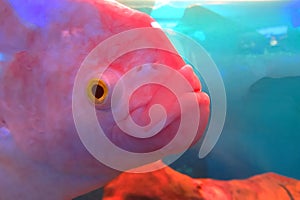 Glo fish aqarium red tietra. Red fish aquarium. Parrot
