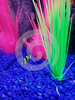 Glo fish tiger barb