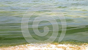 Global pollution of the environment, dirty green water with algae. Water bloom, phytoplankton reproduction, algae in the sea, lake