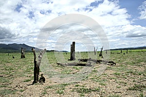 Dead tree on dry land