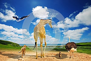 Global warming - animals migrating