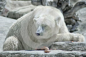 Global Warming Climate Change Crisis Polar Bear
