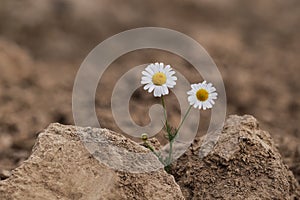 Global warming concept. Chamomile in dry soil. Environmental Threat, Protection of Wild Nature.