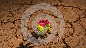 Global warming concept with flower and Draught land