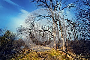 Global warming concept. Lonely dead tree in autumn under dramatic evening sunset sky at drought cracked desert landscape