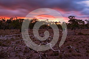 Global warming concept. Lonely dead tree under dramatic evening