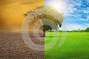 Global warming concept. A tree image showing of arid land changing environment