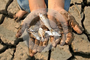 Global warming dead fish on hand