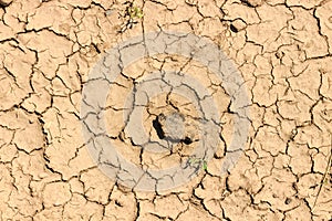 Arid and dry cracked land