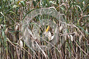 Global Warming and food crisis, corn field