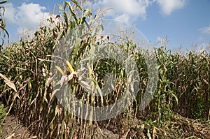 Global Warming and food crisis, corn field