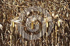 Global Warming and food crisis, corn field