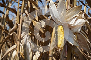 Global Warming and food crisis, corn field