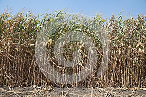 Global Warming and food crisis, corn field