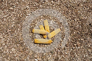 Global Warming and food crisis, corn field