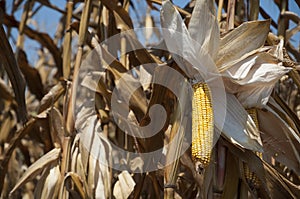 Global Warming and food crisis, corn field