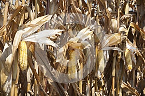 Global Warming and food crisis, corn field