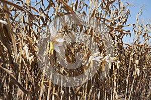 Global Warming and food crisis, corn field