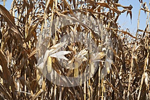 Global Warming and food crisis, corn field