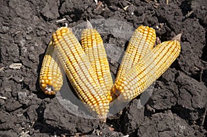 Global Warming and food crisis, corn field