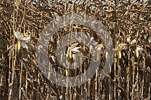 Global Warming and food crisis, corn field