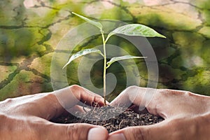 Global warming theme,hands holding and caring a young plant