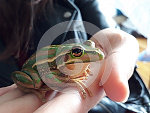 Globally Threatened Australian Frog Litorea Aurea photo