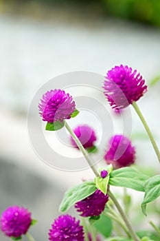 Globe Amaranth,Bachelor Button, close up purple violet flower