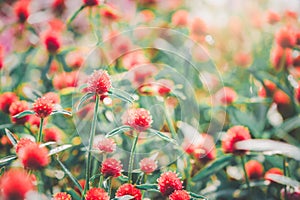 Globe Amaranth or Bachelor Button flower blooming in garden, flower background