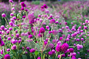 Globe Amaranth or Bachelor Button flower garden. Wild purple flower nature in garden, pink Globe Amaranth background