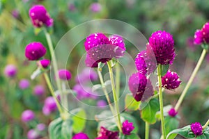 Globe Amaranth or Bachelor Button flower garden. Wild purple flower nature in garden, purple Globe Amaranth background