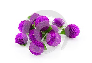 Globe amaranth beauty flower in white background.